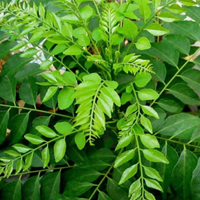 Green curry leaf Oleoresin