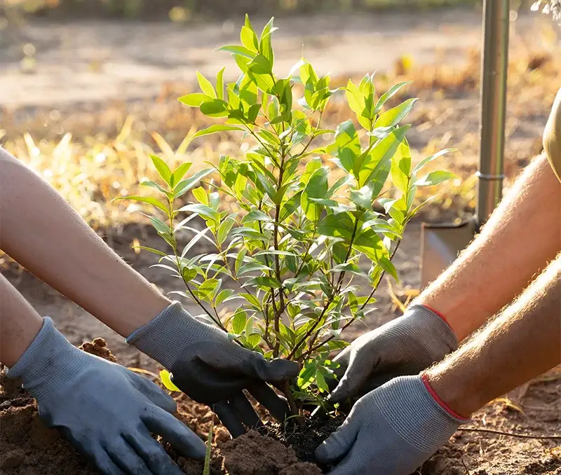 planting tree
