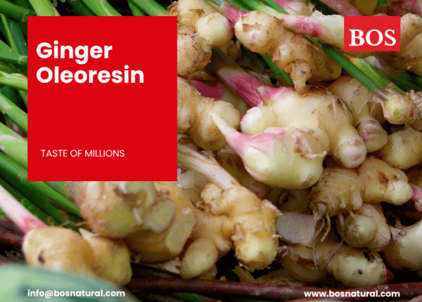 Ginger Oleoresin and Manufacture