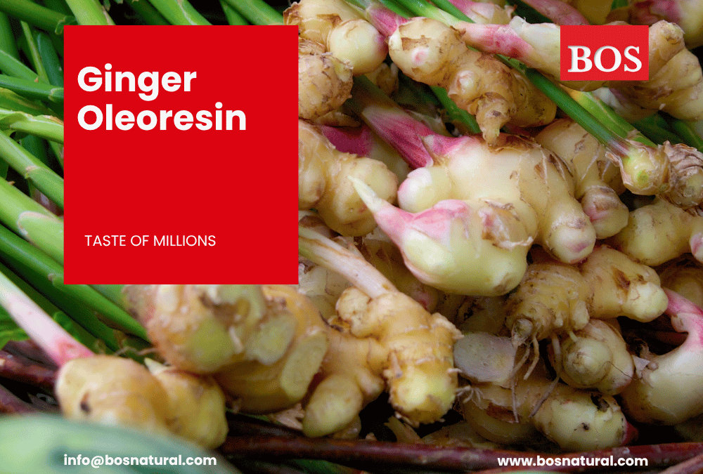 Ginger Oleoresin and Manufacture