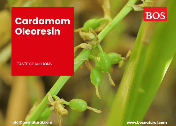 Cardamom Oil and Oleoresin