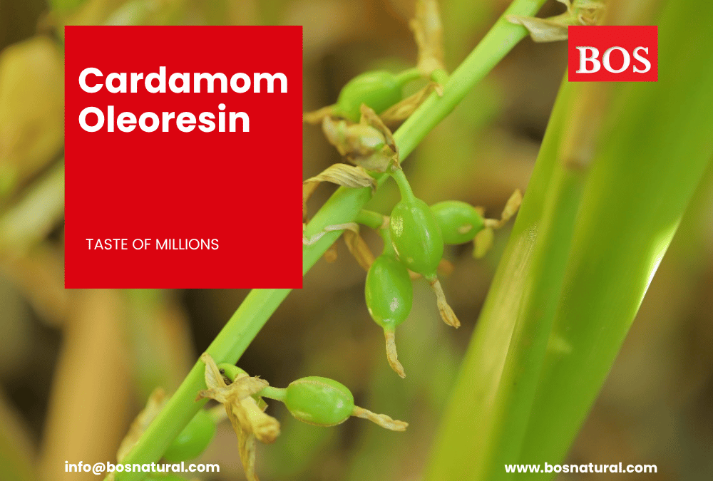 Cardamom Oil and Oleoresin