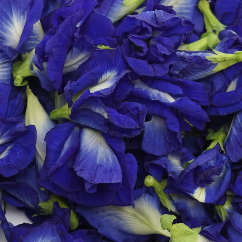 Butterfly Pea Natural Color