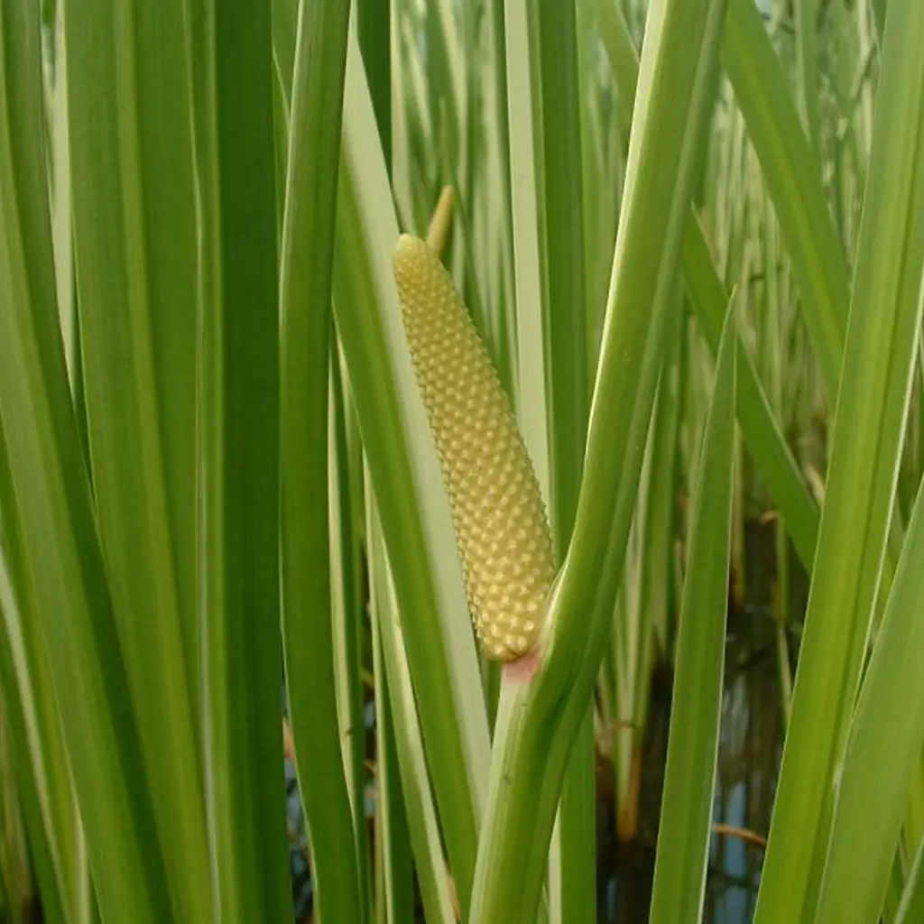 Calamus Oil and Oleoresin