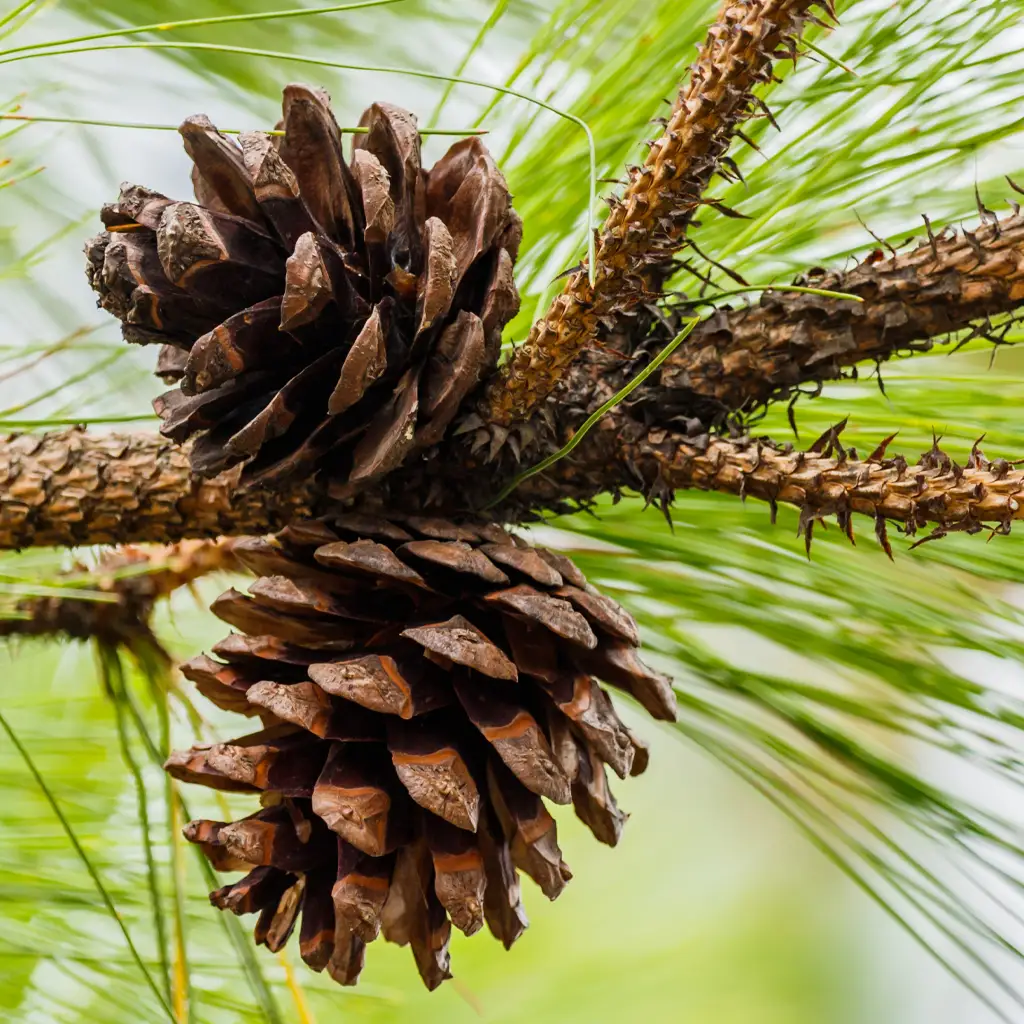 Warm-toned cedar wood essential oil with a rich, woody scent, extracted from the heartwood of cedar trees.