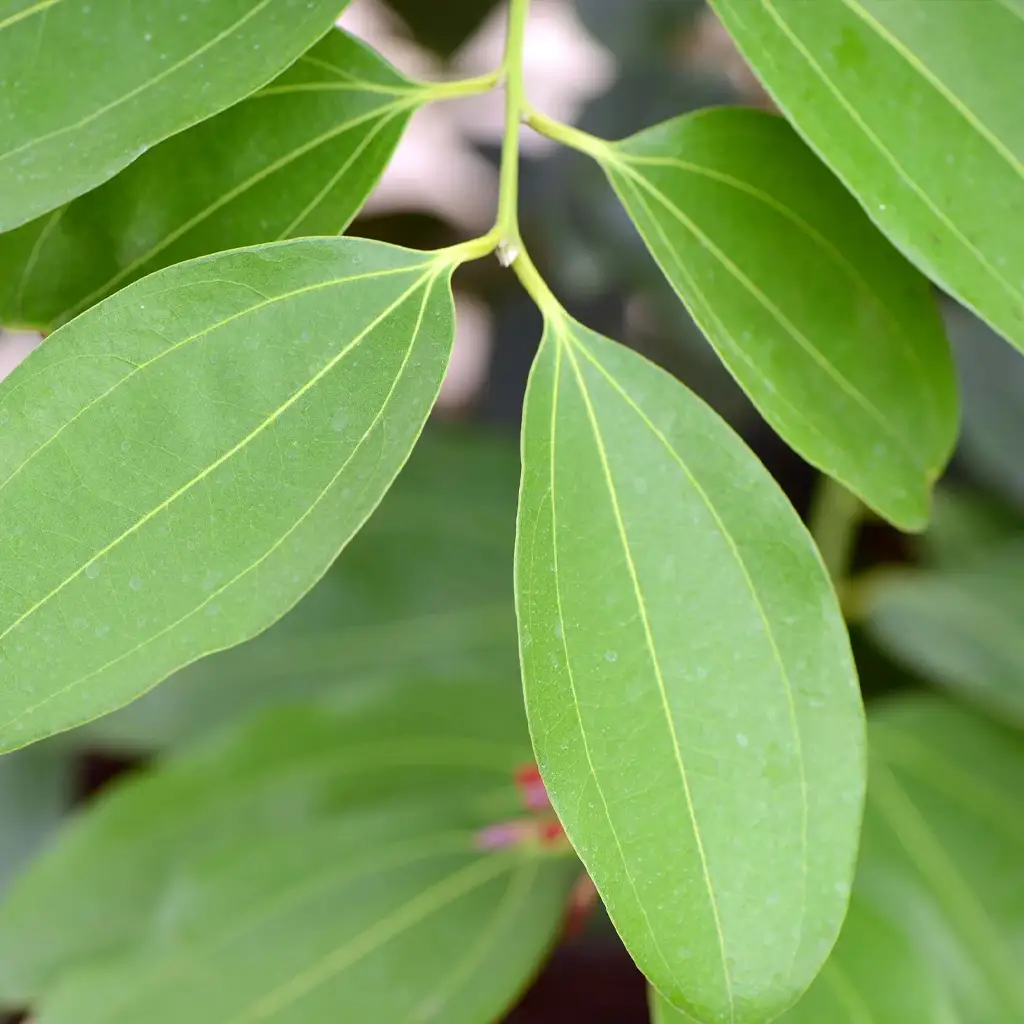 Clear to pale yellow essential oil derived from cinnamon leaves with warm and spicy aroma.