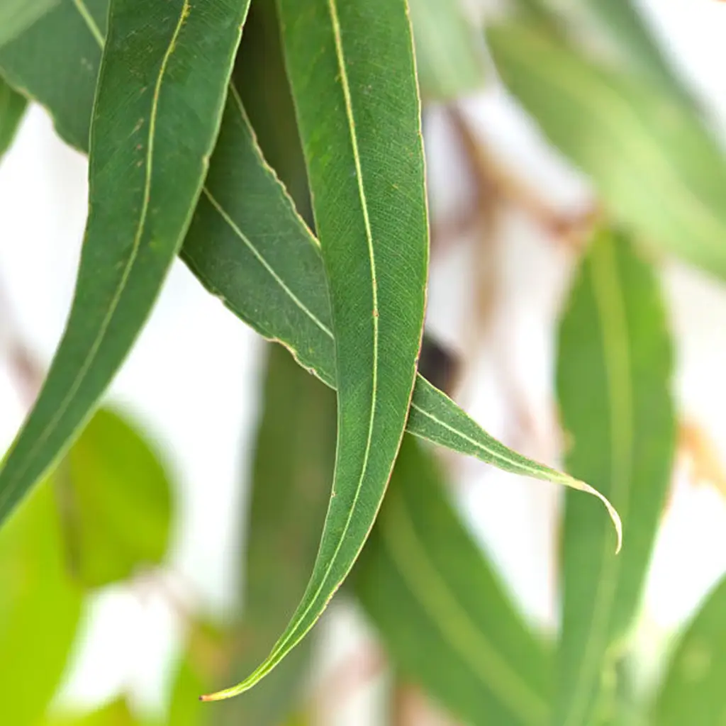 Clear to pale yellow Citriodora essential oil derived from eucalyptus leaves, featuring a fresh lemony aroma.