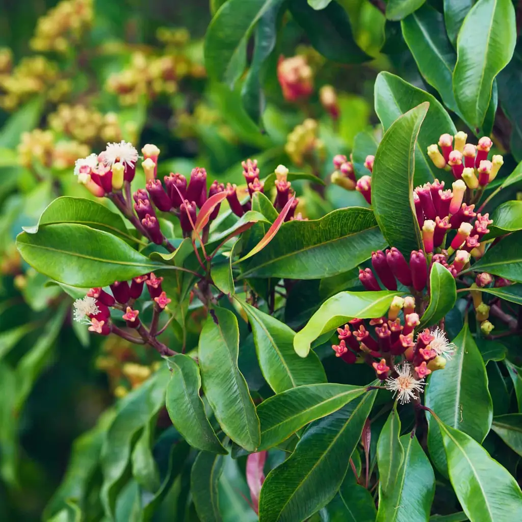 Clear to pale yellow essential oil extracted from clove leaves with rich and spicy aroma.
