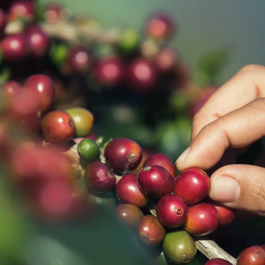 Green Coffee Extract