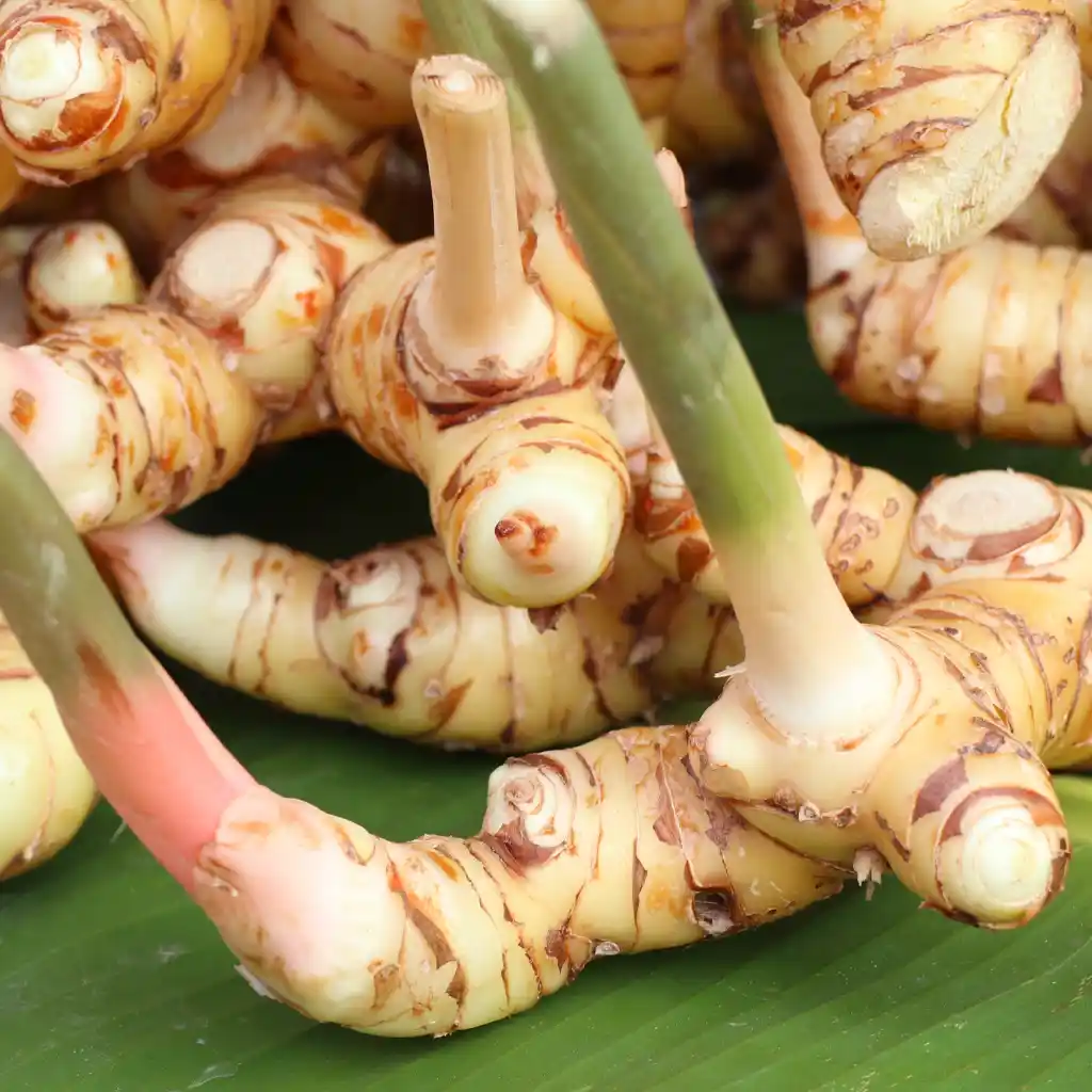 containing clear pale yellow galangal essential oil, sourced from freshly harvested Alpinia galanga rhizomes.