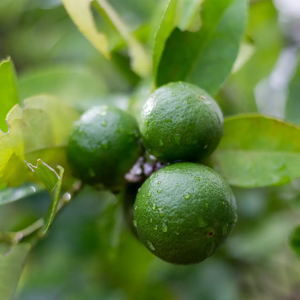 Clear to pale yellow essential oil extracted from fresh lime peels with a bright citrus aroma.