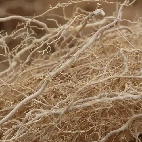 Clear to pale yellow essential oil extracted from anise seeds with sweet, licorice-like aroma.