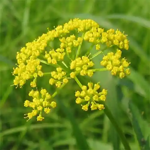 Hing Oil Extract