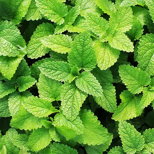 Clear to pale green spearmint essential oil extracted from spearmint leaves, known for its crisp and minty fragrance and natural purity