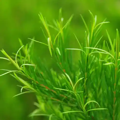 Clear to pale yellow thyme essential oil extracted from thyme leaves, known for its strong and herbaceous aroma.